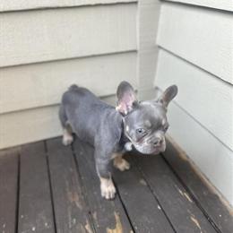 Lilac & Tan French Bulldog Puppy for Adoption in Wilkesboro, nc