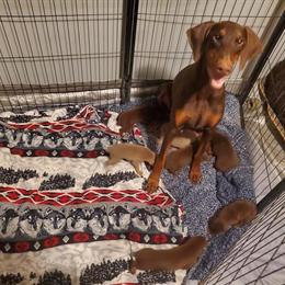 Doberman puppies available for adoption in Newnan, ga