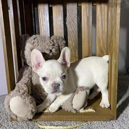 French Bulldog - Rare Full AKC Female, 18 Months Old in Rochester, pa