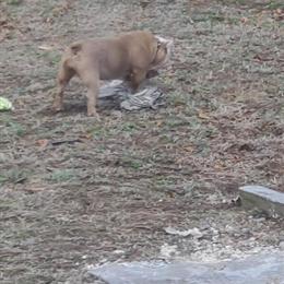 Bully - 1 Year Old Female for Adoption in Columbia, sc