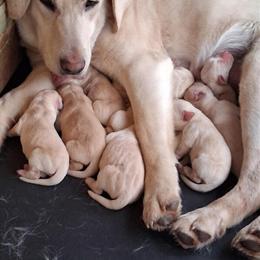 Golden Labrador Puppies for Sale in Anderson, in