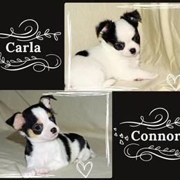 Chihuahua Puppies Available - AKC Registered in Abingdon, va