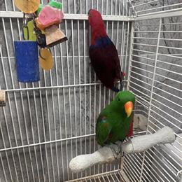 Eclectus Parrots Pairs for Sale in Chicago, il