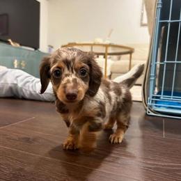 Dachshund Puppies Ready for New Homes in Plymouth Meeting, pa