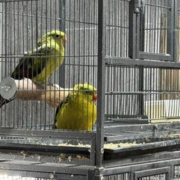 Regent Parakeet Pair for Sale in Chicago, il