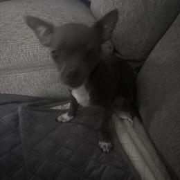 Chihuahua Puppy Ready for New Home in Piqua, oh