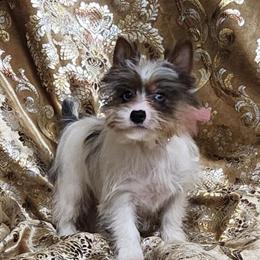 Yorkshire Terrier Girl Anastasia Ready for New Home in Boones Mill, va