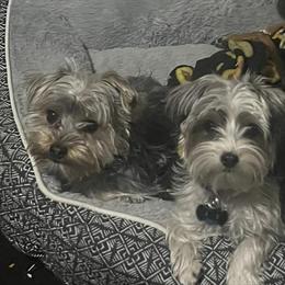 Yorkshire Terrier Puppies - Loving and Pad Trained in Los Angeles, ca