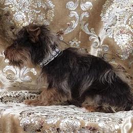 Yorkshire Terrier Boy Brownie Ready for Adoption in Boones Mill, va