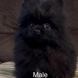 Pomeranian Puppies - 12 Weeks Old with First Shot in Oceanside, ca