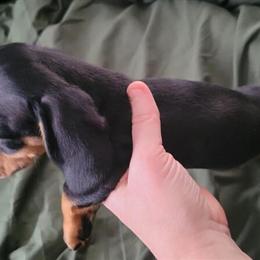Miniature Dachshund Male Puppy Available in Ware, ma