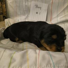 Yorkshire Terrier Puppies for Deposit in London, ky