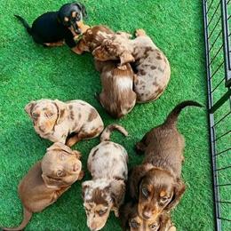 Dachshund Puppies - Sweet and Socialized, Ready for New Families in Ann Arbor, mi