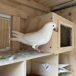 Iranian High Flyers for Sale in Jamaica, ny