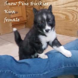 Siberian Husky Puppies Available from Timber and Sierra in Libertyville, il