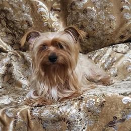 Yorkshire Terrier Sunny Day Ready for New Home in Boones Mill, va