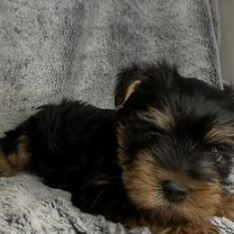 Teacup Yorkshire Terrier Male for Sale in North Wilkesboro, nc