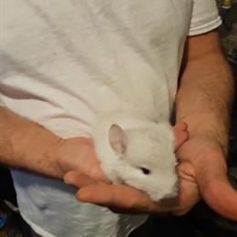 Chinchilla Babies Ready for Christmas in Sandusky, oh