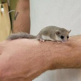 African doormice available, friendly and handled daily in Sandusky, oh