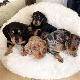 Dapple Dachshund Puppies, 11 Weeks Old, Ready for Loving Homes in Muskogee, ok