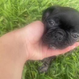 Pug puppies available: 2 adorable boys looking for homes in Louisville, ky