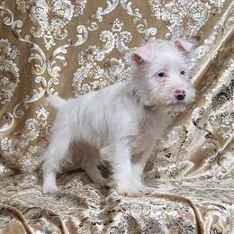 Yorkshire Terrier Boy Snow Man Ready for New Home in Boones Mill, va