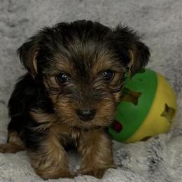 Teacup Yorkshire Terrier Males Available in North Wilkesboro, nc