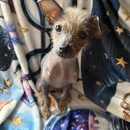 Female Puppy Available in Pittsburgh, pa