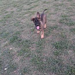 German Shepherd Puppies with AKC Registration in Temple, tx