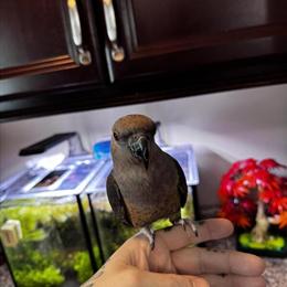 Female Red Bellied Parrot for Adoption in Mansfield, pa