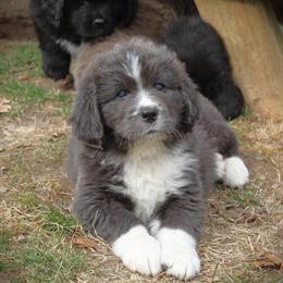 Newfoundland Puppies Available in Michigan in Belding, mi