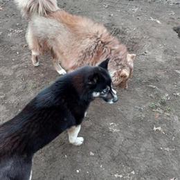 Siberian Husky puppies available, ready in 1 week. in Fennville, mi