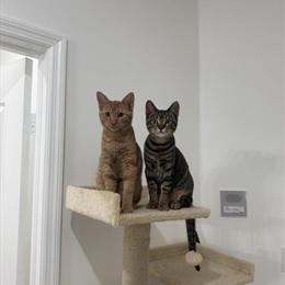 Free Kittens Looking for a Loving Home in Homestead, fl