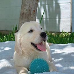 Golden Retriever Puppies Ready for New Homes in Miami, fl