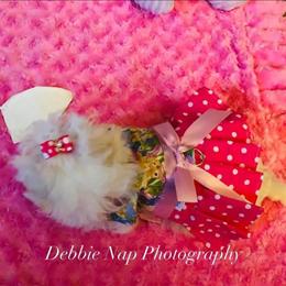 Maltese Female Puppy, 13 Weeks Old, Up to Date on Shots in Augusta, mi