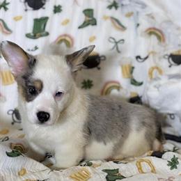 Corgi Puppies Ready for Forever Homes in Chesterton, in