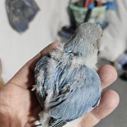 Lovebirds for Sale - Young and Handfed in Mars, pa