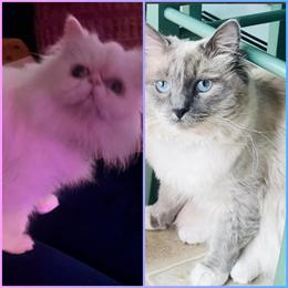 Ragdoll/Persian Mix Kittens Available for Adoption in Lancaster, pa