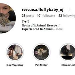 Kittens and Cats Available for Adoption in Bloomfield, nj