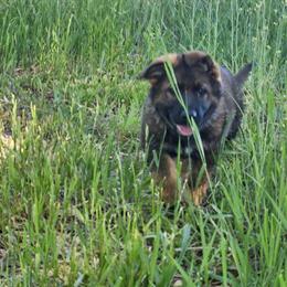 German Shepherd Puppies from East German Lineage in Spokane, wa