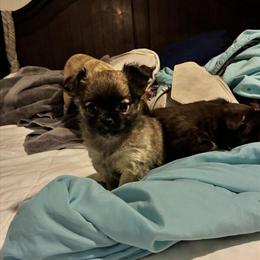 Chihuahua Male Puppy - 10 Weeks Old in Minneapolis, mn