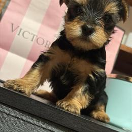 Yorkshire Terrier Teacup Puppies Ready to Go in Atlanta, ga
