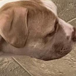 American Bully Puppy for Sale in Charlotte, nc