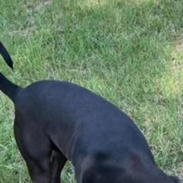 Male Stafford Terrier for Adoption in Charlotte, nc