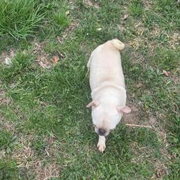White Female Pug for Adoption in Monroe, mi