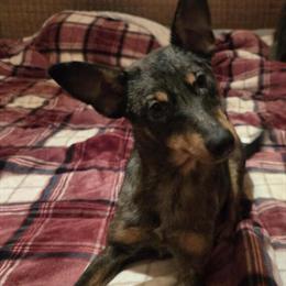 Mini Blue Heeler Cattle Dog Chihuahua Mix Available in Monroe, mi