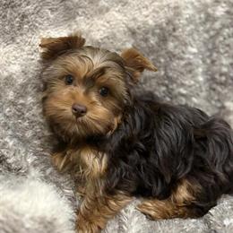 Yorkshire Terrier Female Puppy Available for Loving Home in Chillicothe, oh
