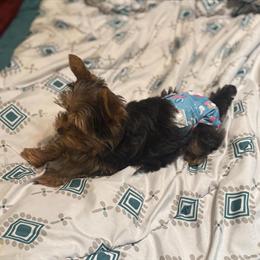 Yorkshire Terrier Female Puppy Available for Loving Home in Chillicothe, oh