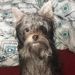 Yorkshire Terrier Puppy - 8 Months Old Chocolate Male Available in Chillicothe, oh