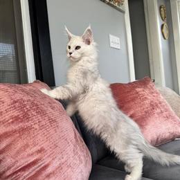 Maine Coon Kitten - Black Silver Shaded, 14 Weeks Old, Ready for New Home in La Porte, in